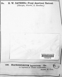 Macrosporium leguminum image